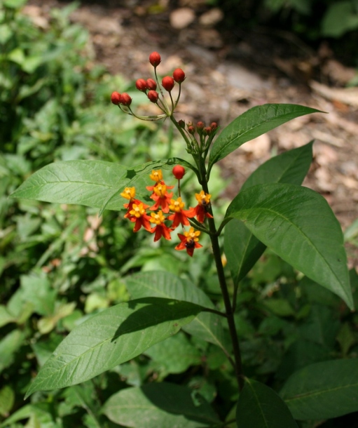 Image of Asclepias curassavica specimen.