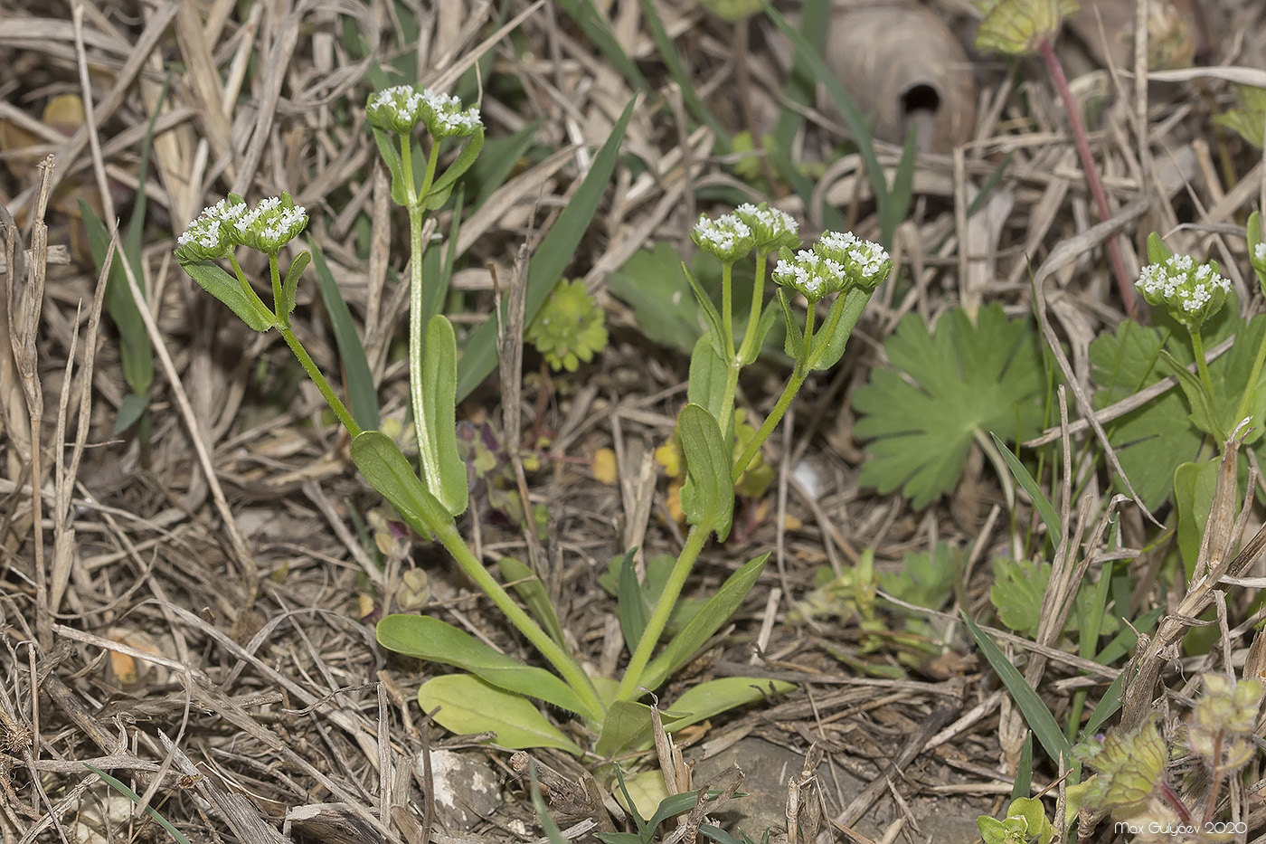 Изображение особи Valerianella turgida.