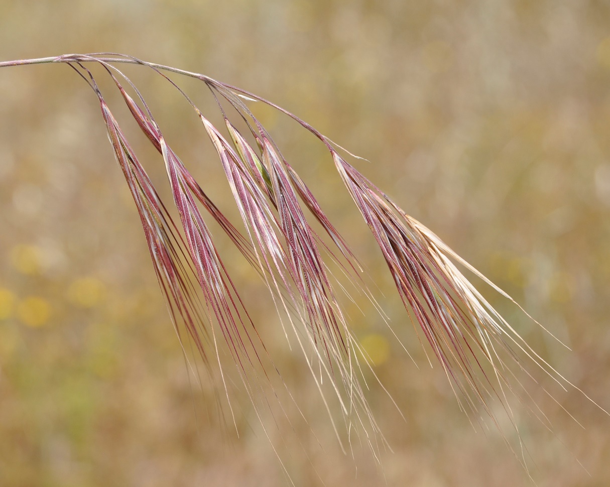 Изображение особи Anisantha tectorum.