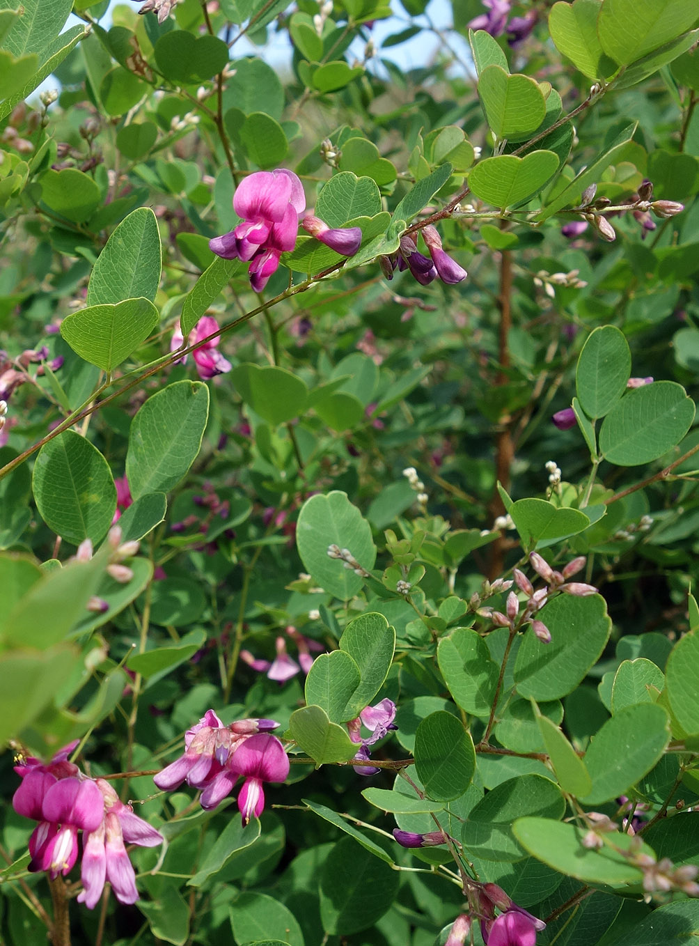 Image of Lespedeza bicolor specimen.