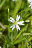 Stellaria holostea. Цветок и бутон. Санкт-Петербург, Приморский р-н, заказник «Северное побережье Невской губы», опушка леса, недалеко от берега Финского залива. 22.05.2020.