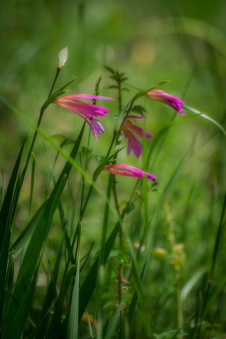 Изображение особи Gladiolus italicus.