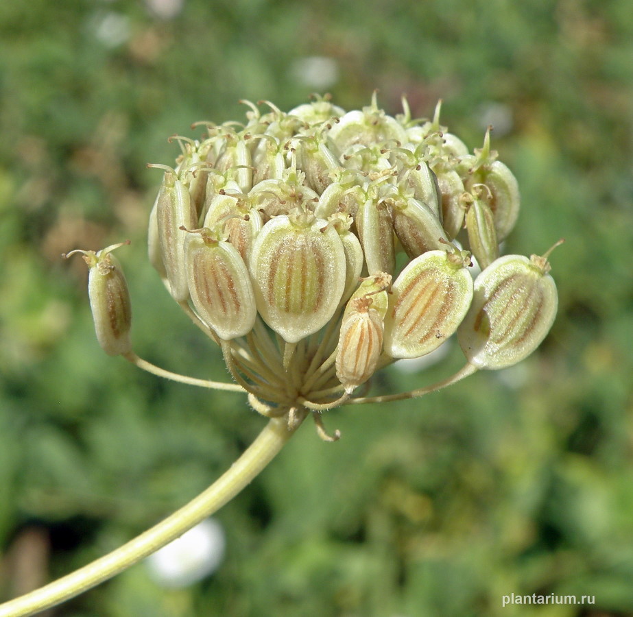 Изображение особи Pastinaca clausii.