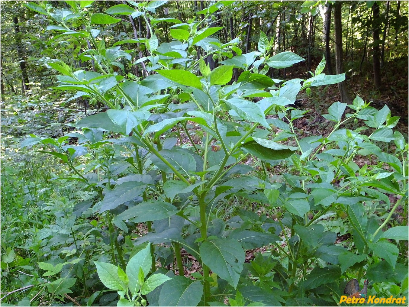 Image of Atropa bella-donna specimen.