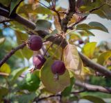 Malus &times; purpurea