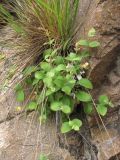 Silene pygmaea