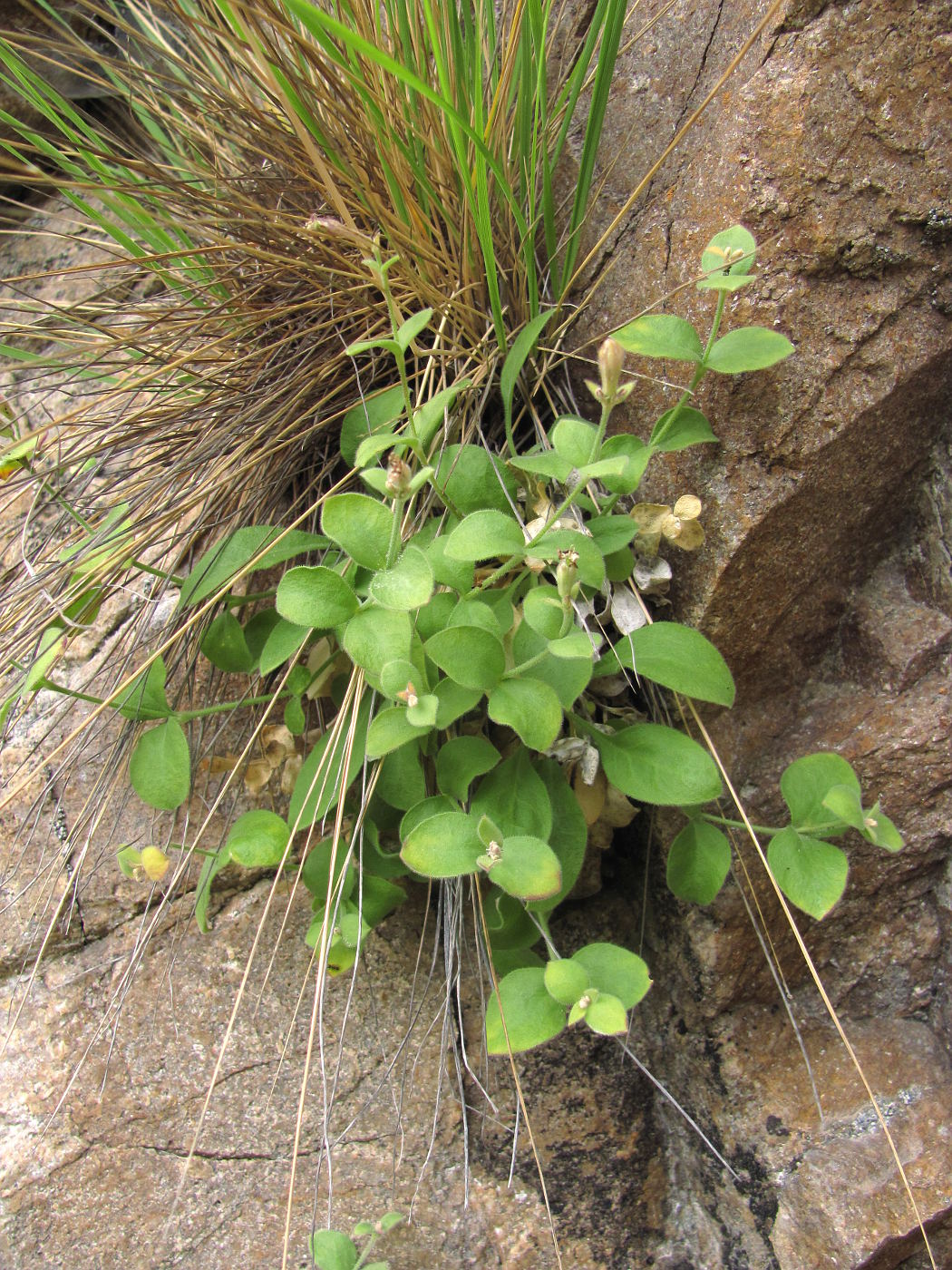 Image of Silene pygmaea specimen.