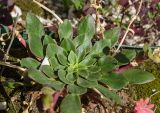Lewisia cotyledon