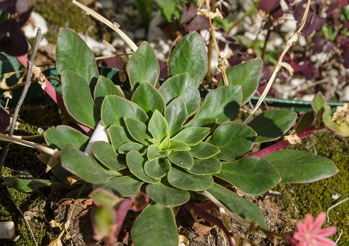 Image of Lewisia cotyledon specimen.