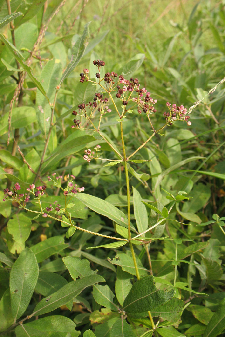 Image of Galium physocarpum specimen.