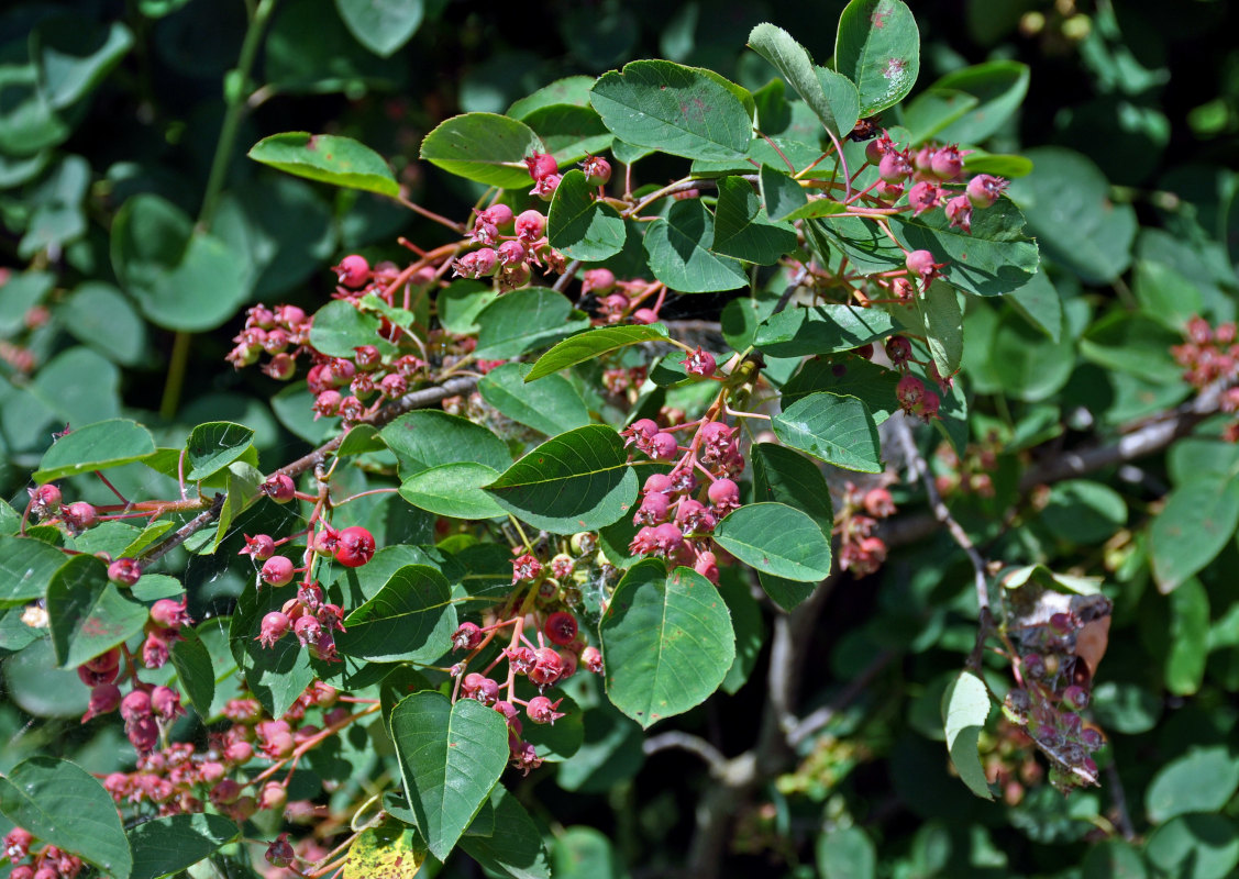 Image of Amelanchier spicata specimen.