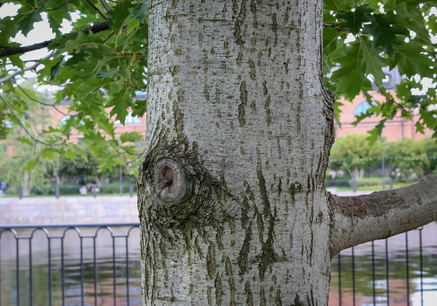 Изображение особи Quercus rubra.