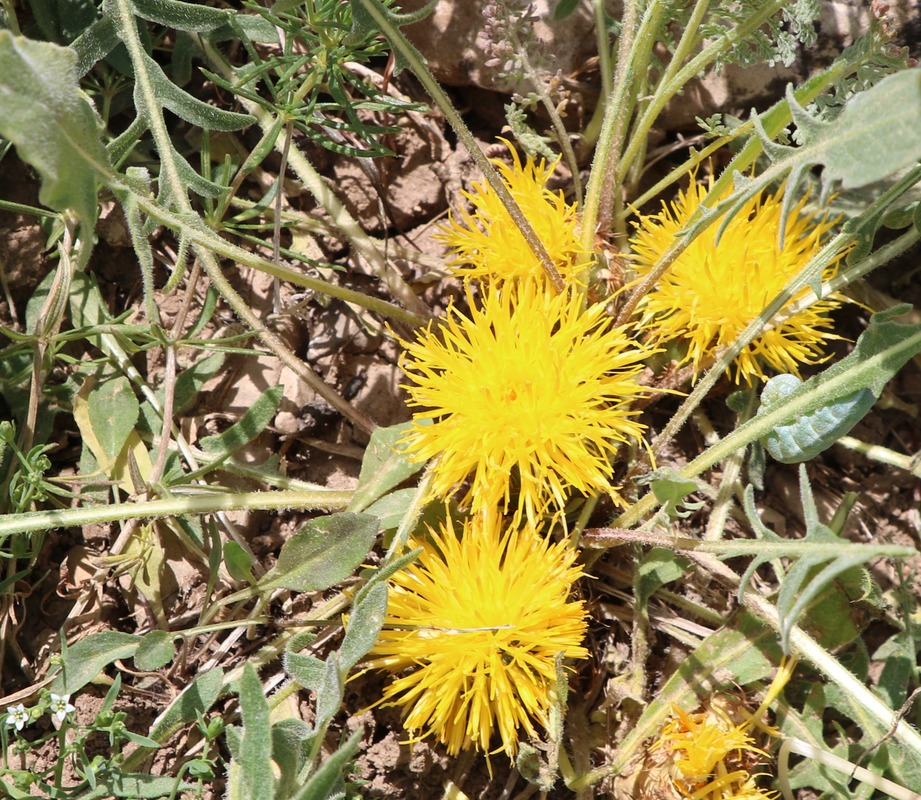 Image of Centaurea rhizantha specimen.