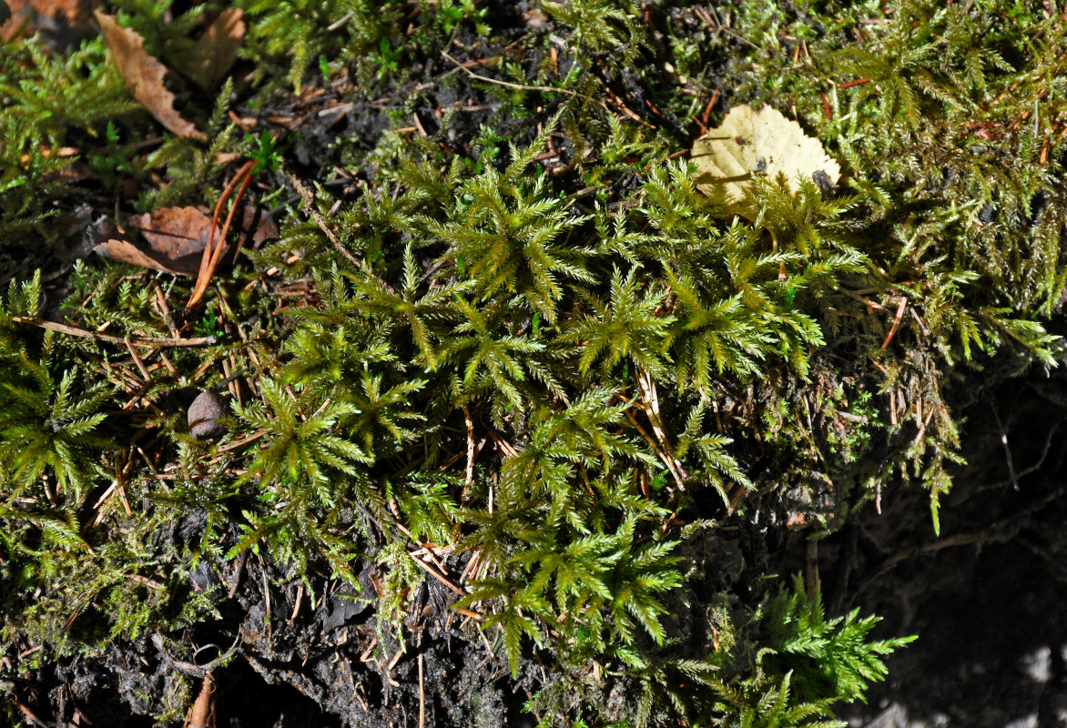 Image of Climacium dendroides specimen.