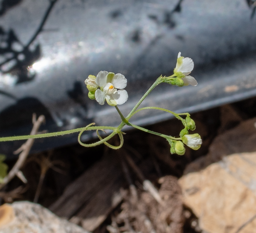Изображение особи Cardiospermum halicacabum.