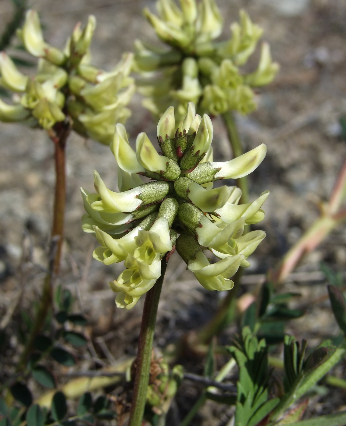 Изображение особи Astragalus schelichowii.