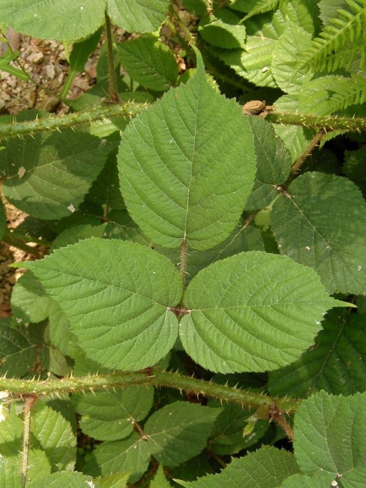 Image of Rubus serpens specimen.