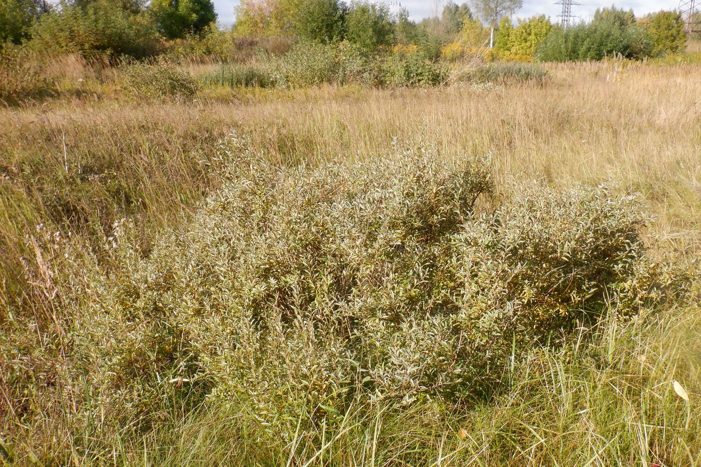 Image of Salix rosmarinifolia specimen.