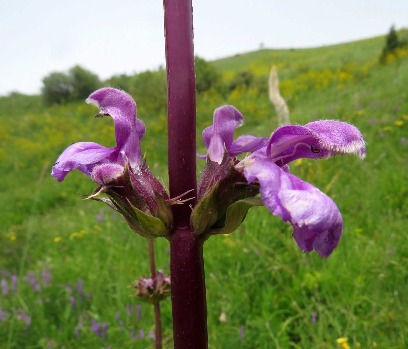 Изображение особи Phlomoides lehmanniana.