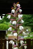 Acanthus mollis. Верхушка соцветия. Испания, Астурия, ботанический сад г. Хихо́н (Jardin Botanico Atlantico). Июль.