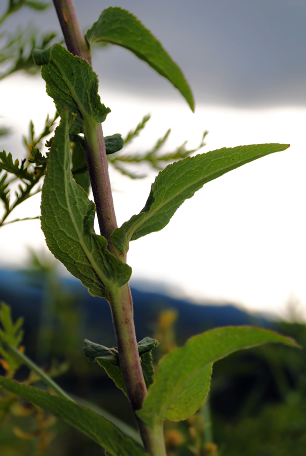 Image of Campanula bononiensis specimen.