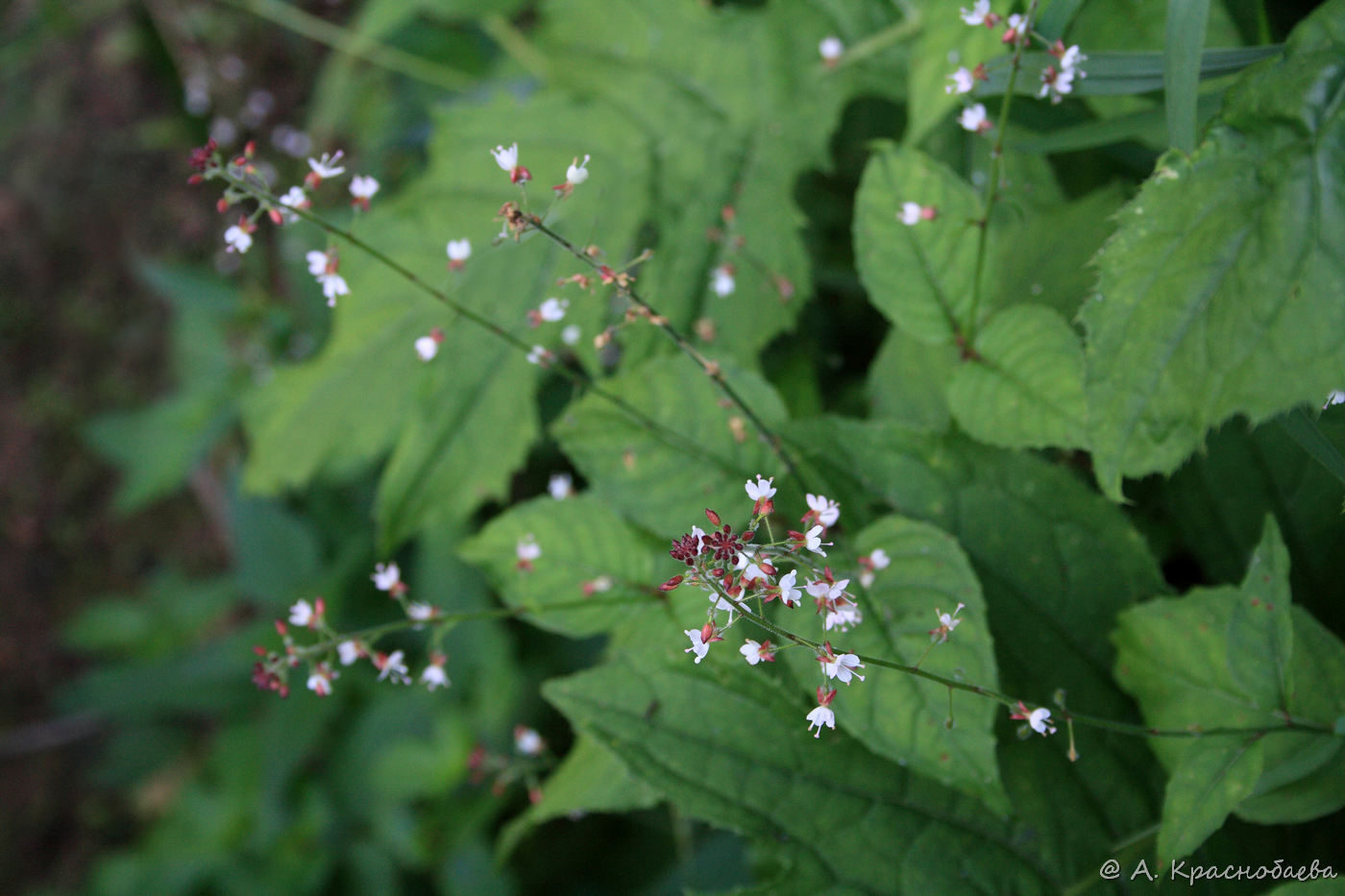 Изображение особи Circaea lutetiana.