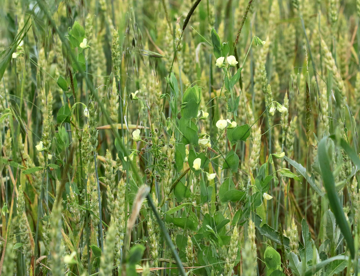 Изображение особи Lathyrus aphaca.