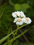 Achillea impatiens