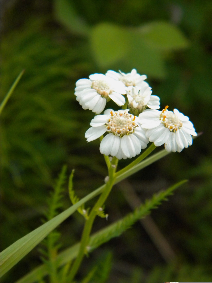 Изображение особи Achillea impatiens.