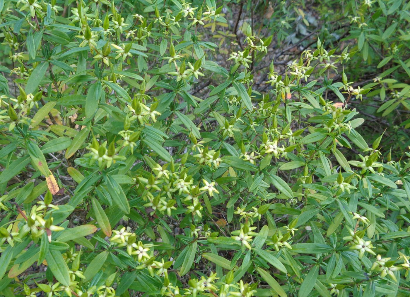 Image of Hypericum kalmianum specimen.