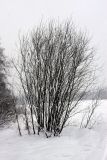 Salix phylicifolia