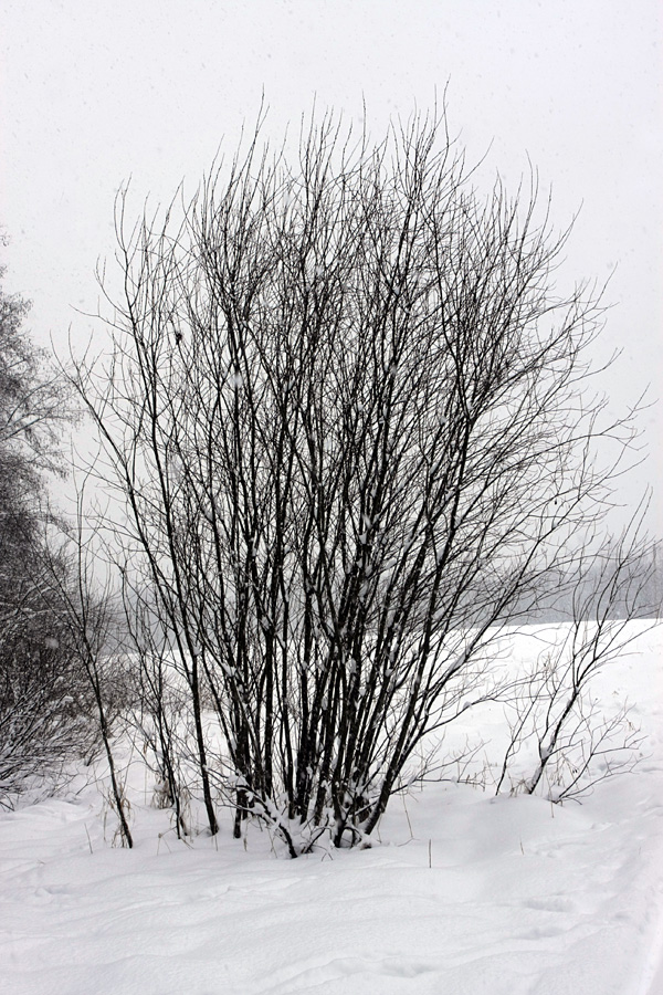 Image of Salix phylicifolia specimen.