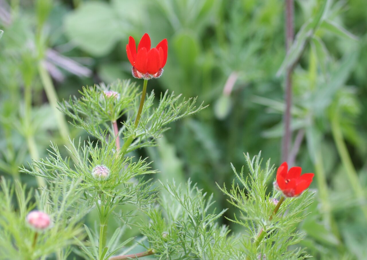 Изображение особи Adonis flammea.