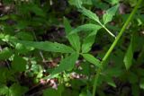 Cardamine bulbifera