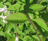 Syringa microphylla. Часть побега. Крым, Симферополь, ботсад университета. 13 мая 2010 г.