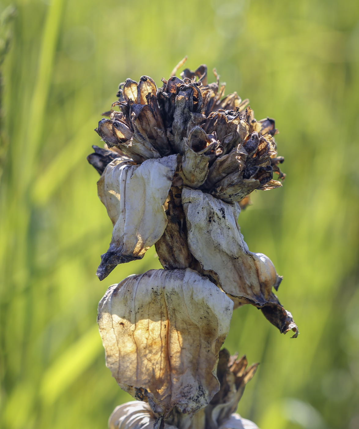 Image of Gentiana cruciata specimen.