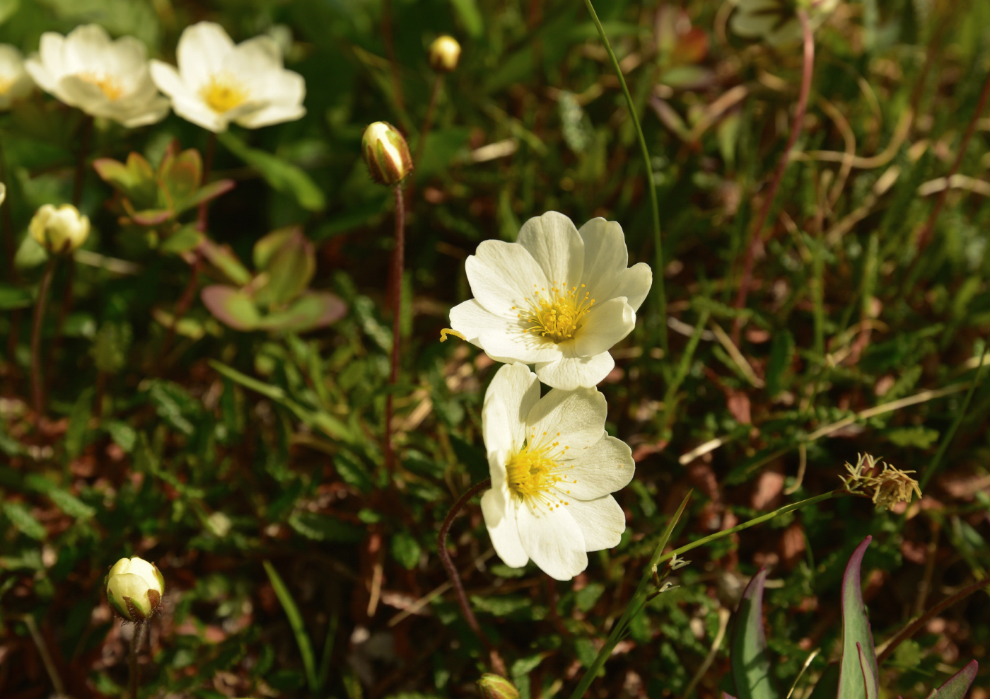 Image of Dryas punctata specimen.