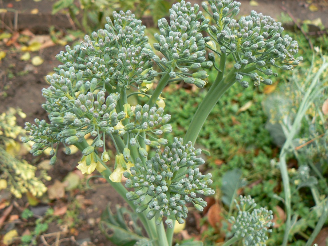 Изображение особи Brassica oleracea var. italica.