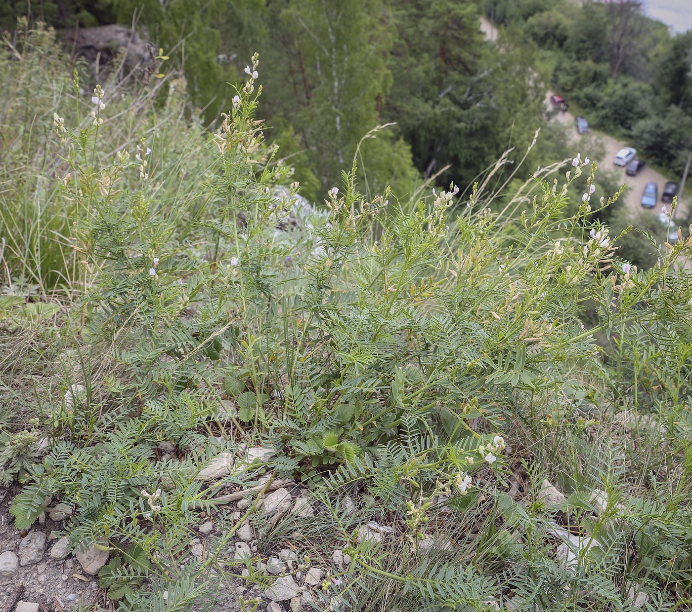 Изображение особи Astragalus sulcatus.