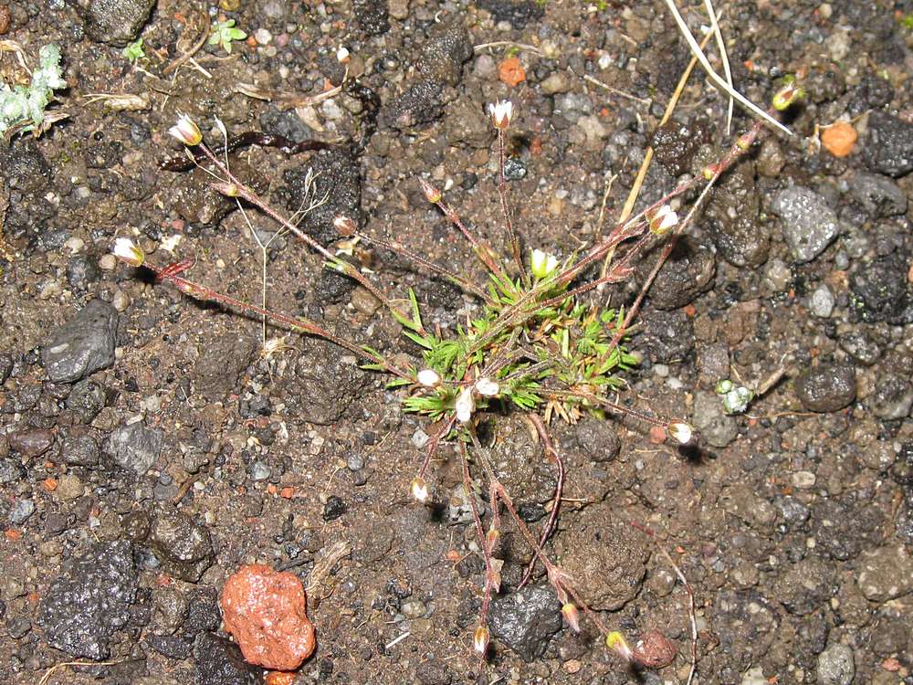 Image of Minuartia rubella specimen.
