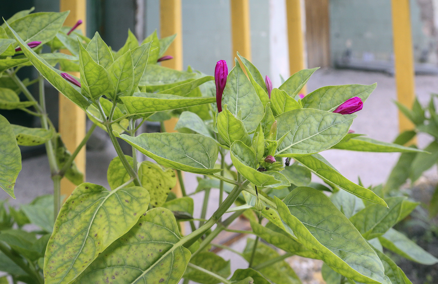 Image of Mirabilis jalapa specimen.