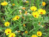 Calendula persica