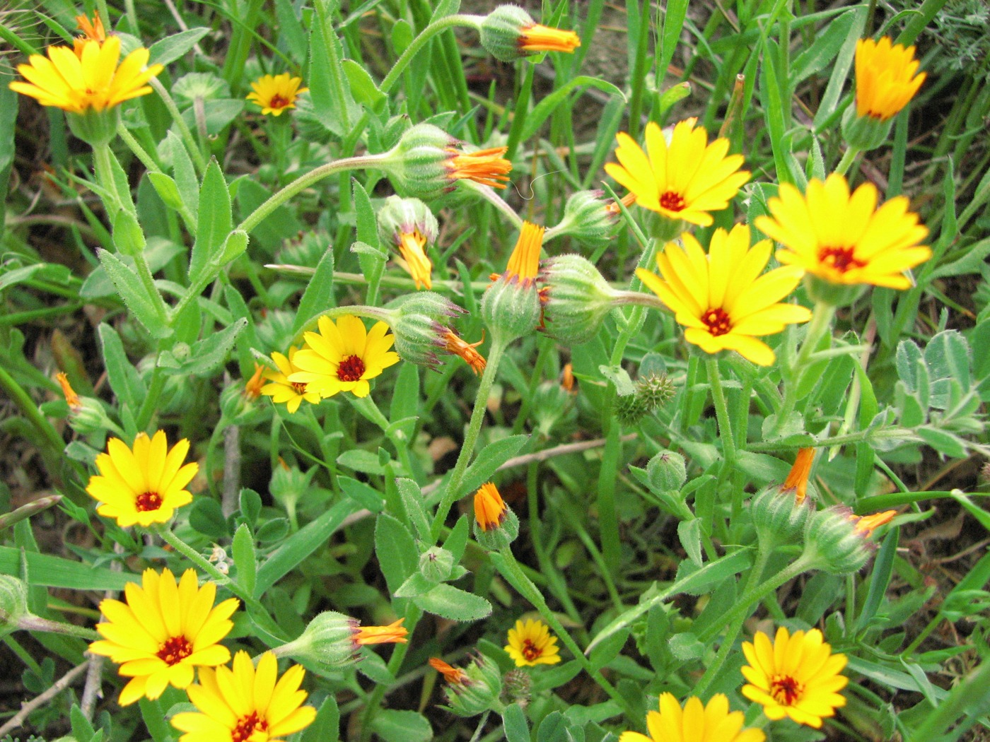 Image of Calendula persica specimen.