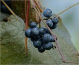 Vitis amurensis