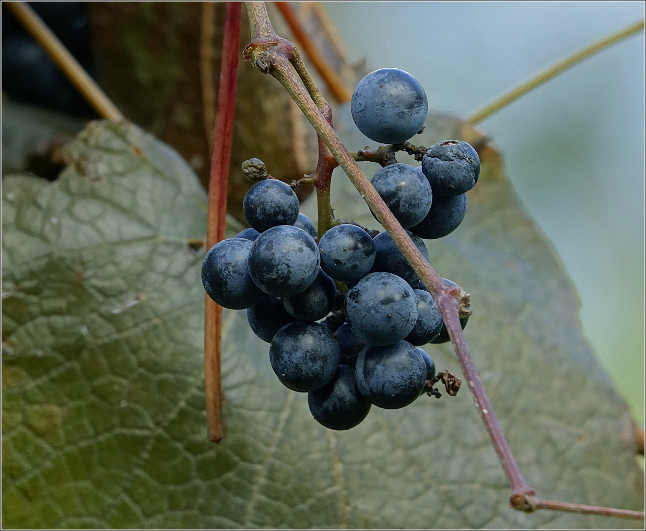 Изображение особи Vitis amurensis.