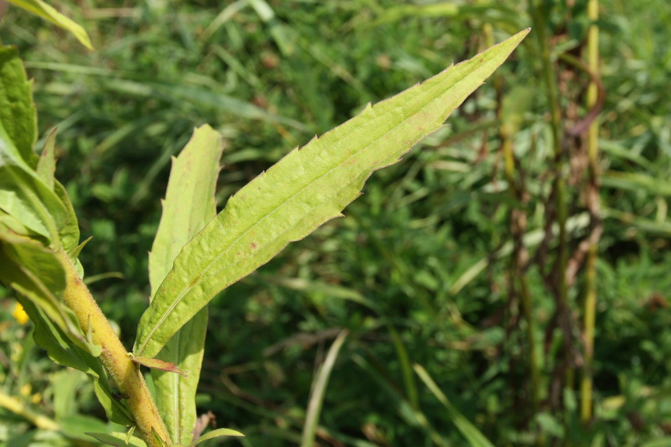 Изображение особи Solidago canadensis.