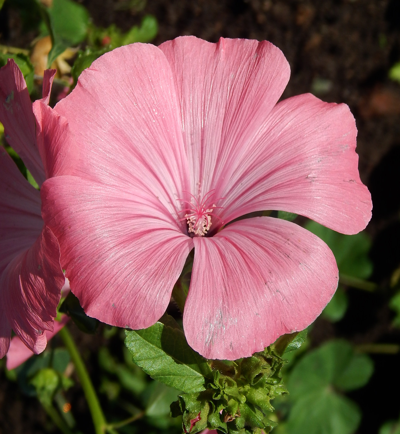 Image of Malva trimestris specimen.