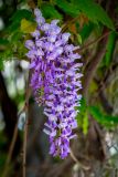 Wisteria sinensis