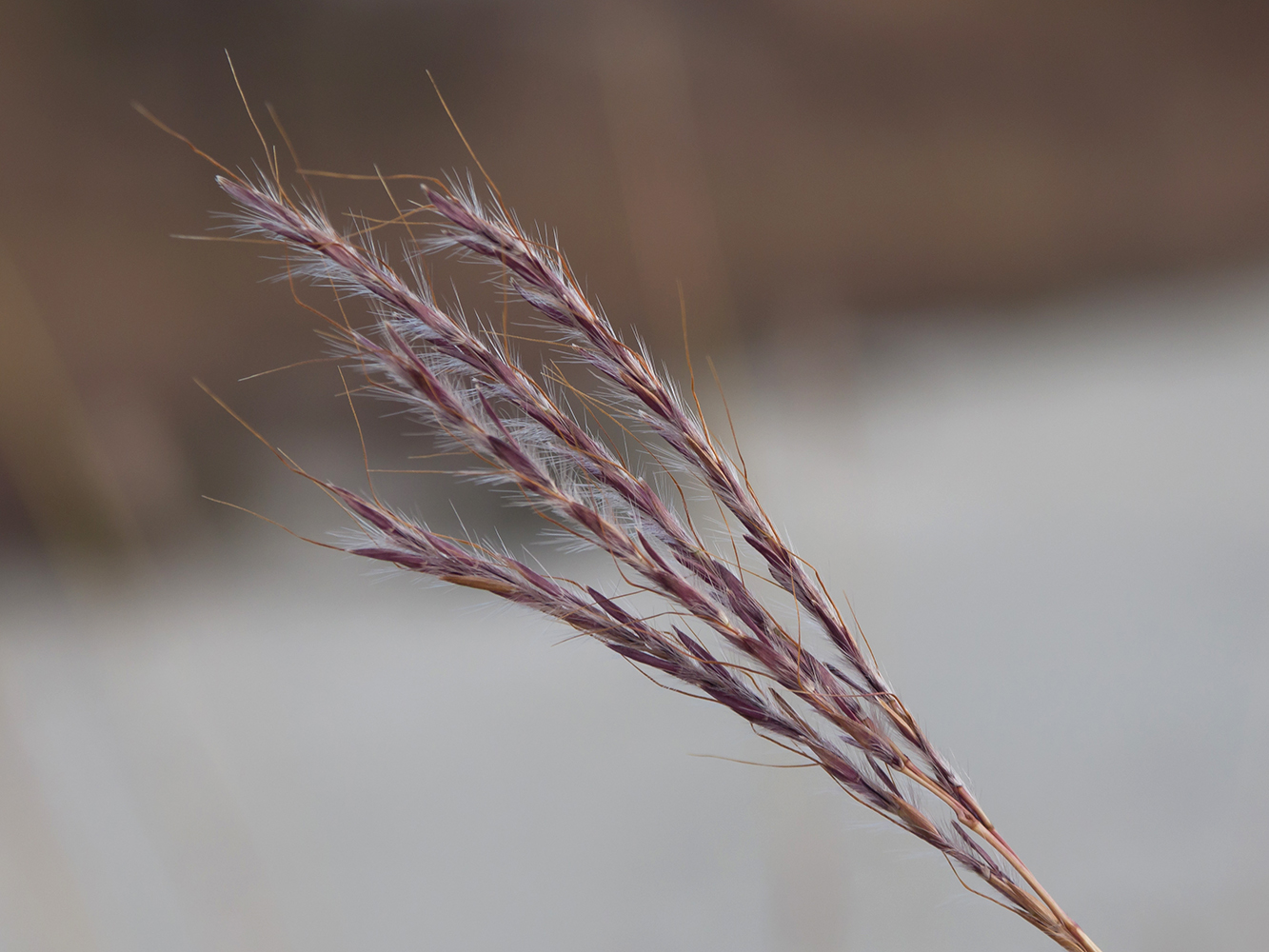 Image of Bothriochloa ischaemum specimen.