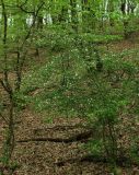 Crataegus microphylla